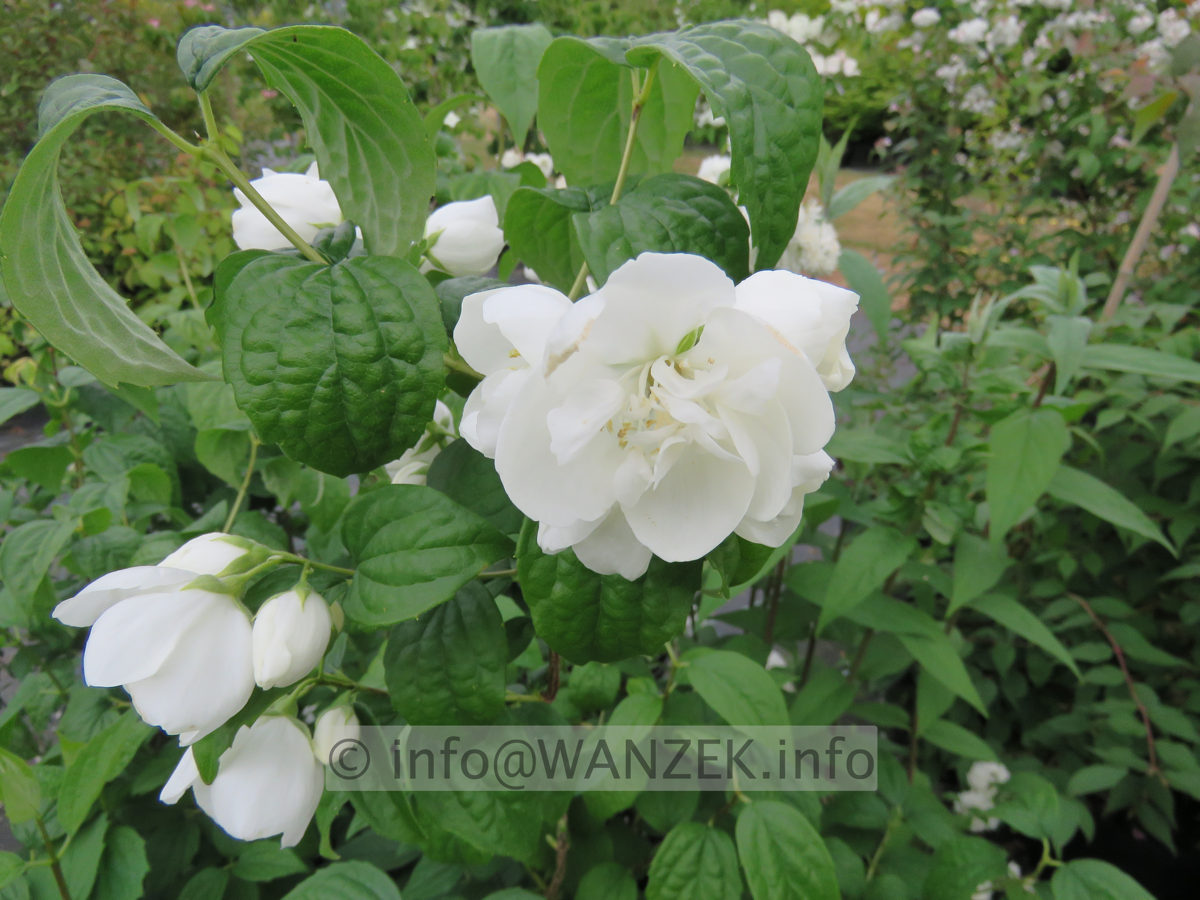 Philadelphus Virginal 002.JPG